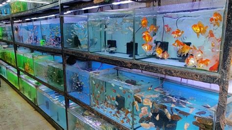 fish pet shop near me|Ely's Tropical Fish .